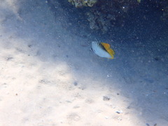 Chaetodon auriga