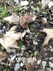 Capreolus capreolus