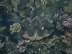 Tridacna gigas
