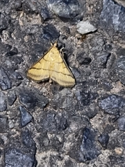 Cnaphalocrocis medinalis