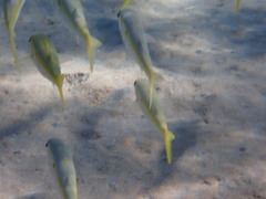 Mulloidichthys flavolineatus