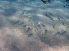 Mulloidichthys flavolineatus