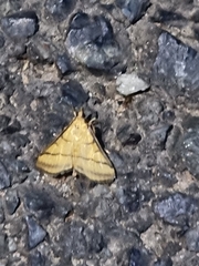 Cnaphalocrocis medinalis