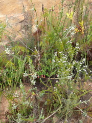 Struthiola eckloniana