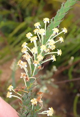 Struthiola eckloniana