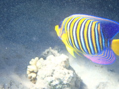 Pygoplites diacanthus
