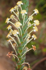 Struthiola eckloniana