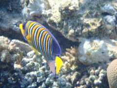 Pygoplites diacanthus
