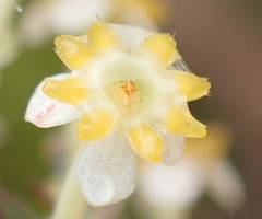 Struthiola eckloniana