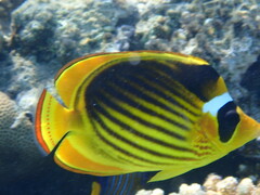 Chaetodon fasciatus