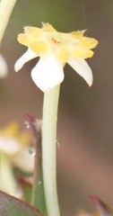 Struthiola eckloniana