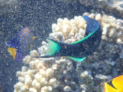 Gomphosus klunzingeri