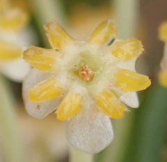 Struthiola eckloniana