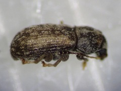 Mauia subnotatus