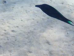 Gomphosus klunzingeri