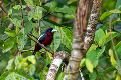 Cymbirhynchus macrorhynchos