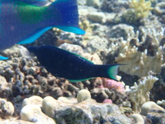 Gomphosus klunzingeri