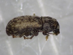 Mauia subnotatus