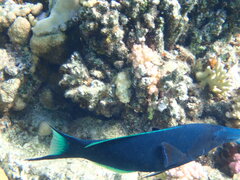 Gomphosus klunzingeri