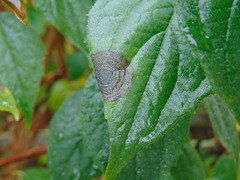 Cercospora ribis