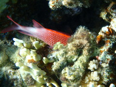 Sargocentron caudimaculatum