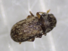 Mauia subnotatus