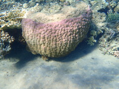 Porites