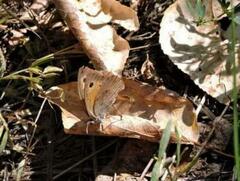 Hyponephele lycaon