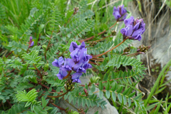 Oxytropis montana