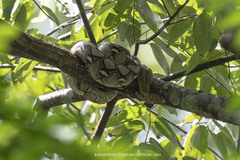 Malayopython reticulatus