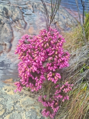 Erica cubica