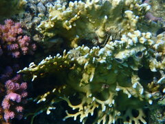 Millepora dichotoma