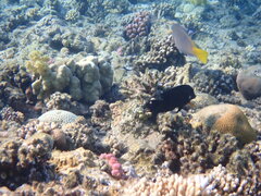 Acanthuridae