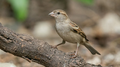 Passer domesticus indicus