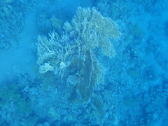 Millepora dichotoma