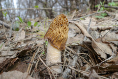 Verpa bohemica