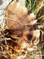 Ischnoderma benzoinum