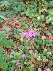 Silene dioica
