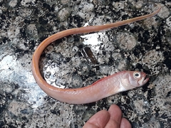 Cepola macrophthalma