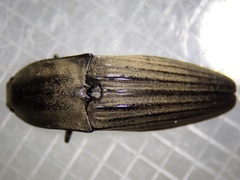 Chalcolepidius silbermanni
