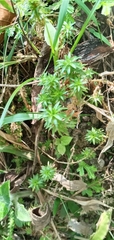 Paepalanthus fluviatilis