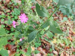 Silene dioica