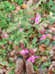 Silene dioica