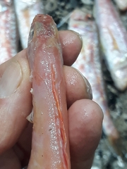 Cepola macrophthalma