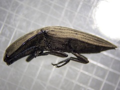 Chalcolepidius silbermanni