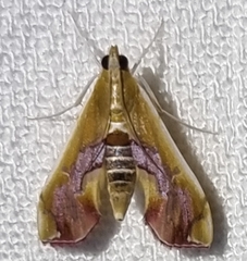 Agathodes ostentalis