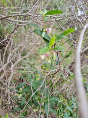 Billardiera versicolor