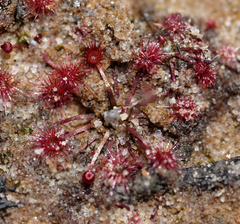 Drosera pygmaea