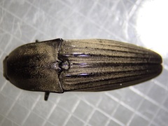 Chalcolepidius silbermanni