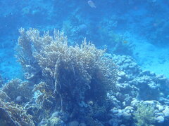 Millepora dichotoma